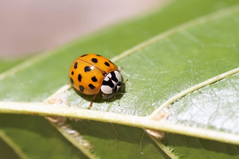 Ladybug in the garden