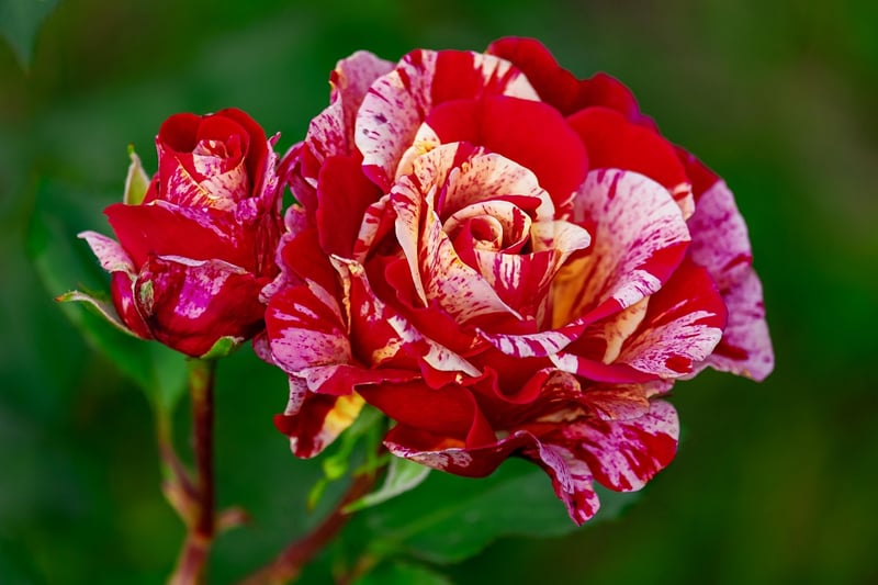 Garden Rose